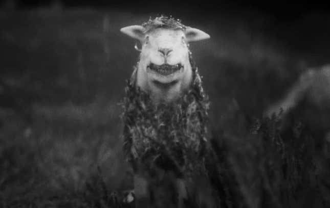 A sheep with awful teeth grins directly into the camera.