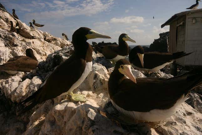Birds of São Pedro and São Paulo archipelago in Brazil.