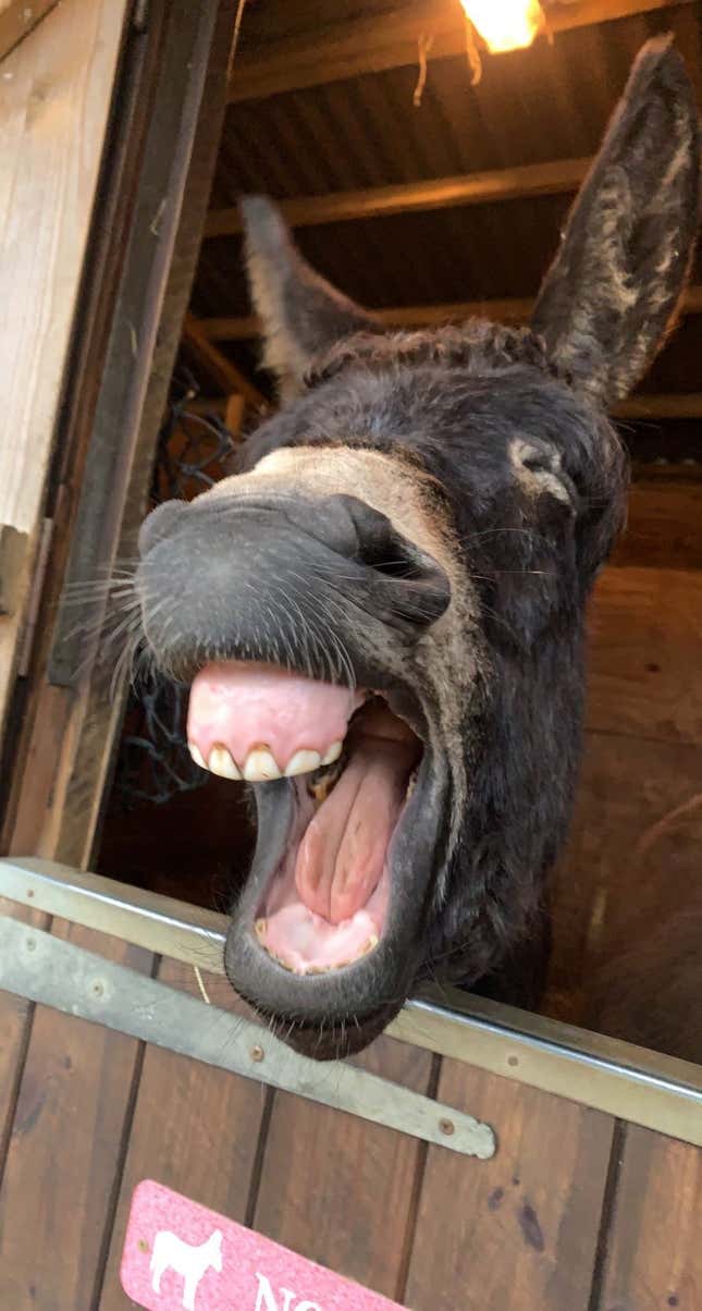 A donkey hawing, showing its teeth and gums.