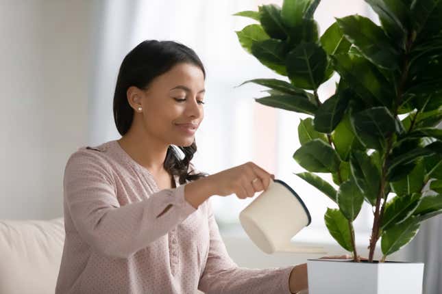 Image for article titled The Best Low-Maintenance Houseplants to Spruce up Your Space