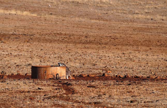 A kangaroo drinks from a water tank located in a drought-effected paddock.