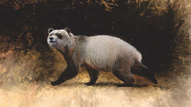 An illustration of the extinct panda with colors reminiscent of the modern panda's black and white pattern.