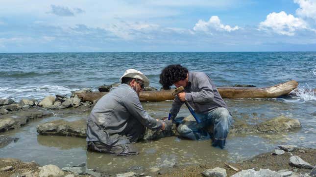 Researchers excavating a fossilized turtle shell from Panama’s Caribbean coast.