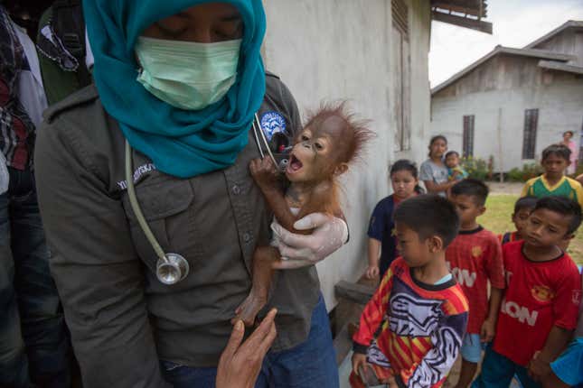 This month-old orphan was being kept as a pet in a village in West Kalimantan. Here it is being confiscated by a vet from International Animal Rescue, to be taken to a rehabilitation centre.