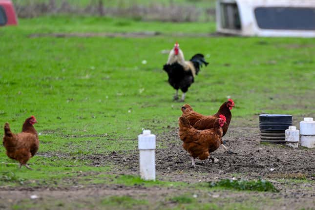 : Ein Blick auf Hühner und einen Hahn auf einer Farm, als Kalifornien am 20. Dezember 2024 in Pescadero, Kalifornien, USA, den Ausnahmezustand ausruft, um eine neue Gesundheitskrise aufgrund der Vogelgrippe zu verhindern.