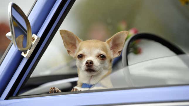 Image for article titled People Are Mad New Hampshire Is Considering a Ban on Driving with Pets in Your Lap