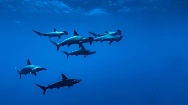 A group of hammerhead sharks swimming.
