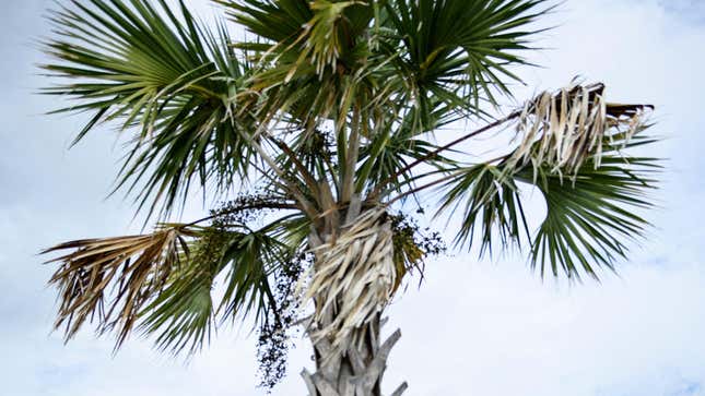 A tree in Santa Rosa Beach, Florida