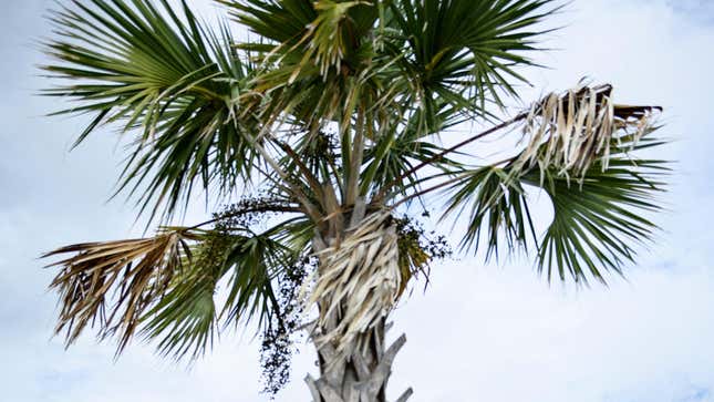 Un árbol en la playa de Santa Rosa, Florida