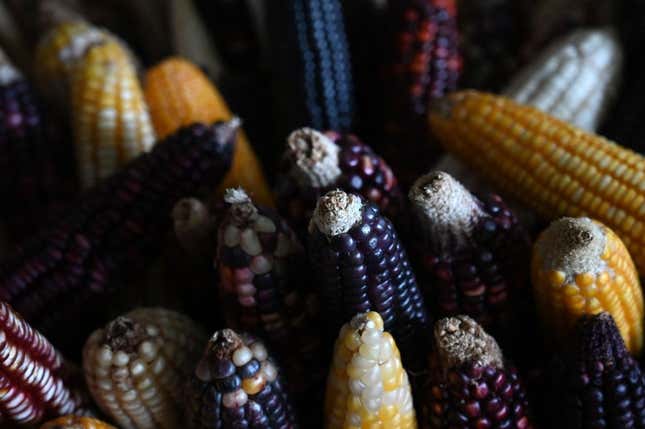 How Native communities are reclaiming their corn