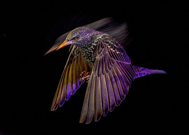 A speckled common starling in flight.