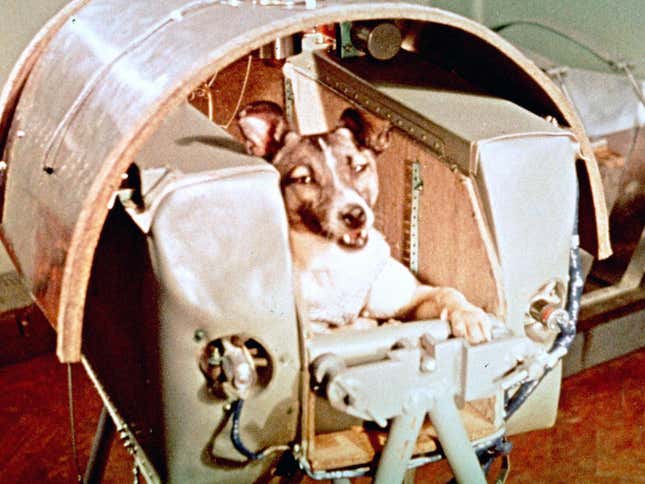 Laika aboard the Sputnik 2 capsule prior to launch in 1957.