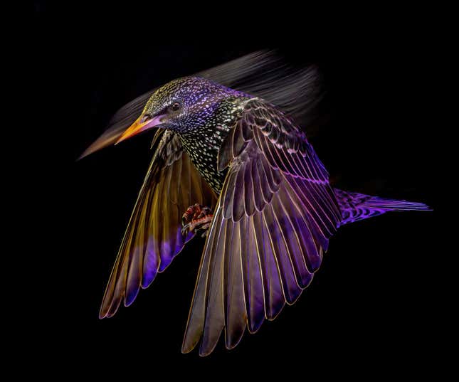 A starling mid-flight.