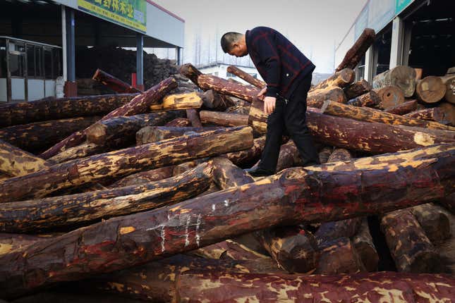 Chinese demand for rosewood is threatening the African species of wood, the mukula.