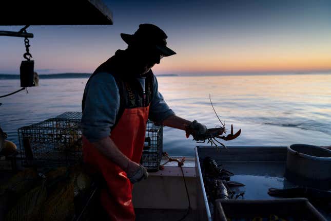 FILE - Max Oliver moves a lobster to the banding table aboard his boat while fishing off Spruce Head, Maine, on Aug. 31, 2021. America&#39;s lobster fishing business dipped in catch while grappling with challenges including a changing ocean environment and new rules designed to protect rare whales. (AP Photo/Robert F. Bukaty, File)