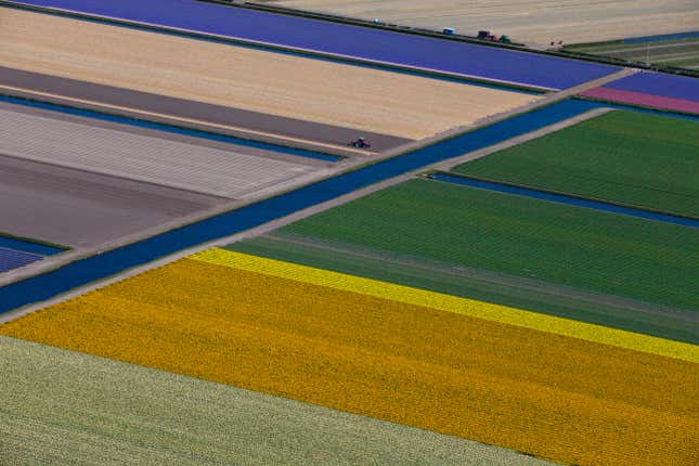 Image for article titled The soothing, hypnotic colors of tulip season, seen from above