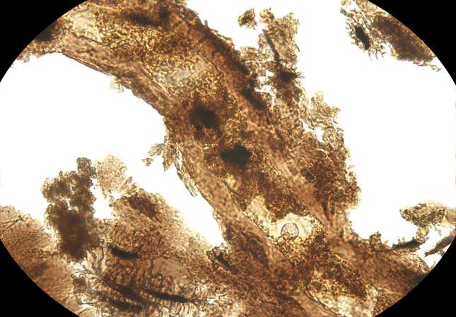 A microscopic image of a dinosaur's blood vessel.