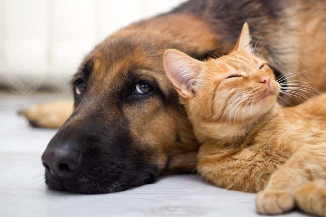 A cat and dog lying together.
