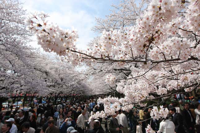 Cherry blossom blooms.