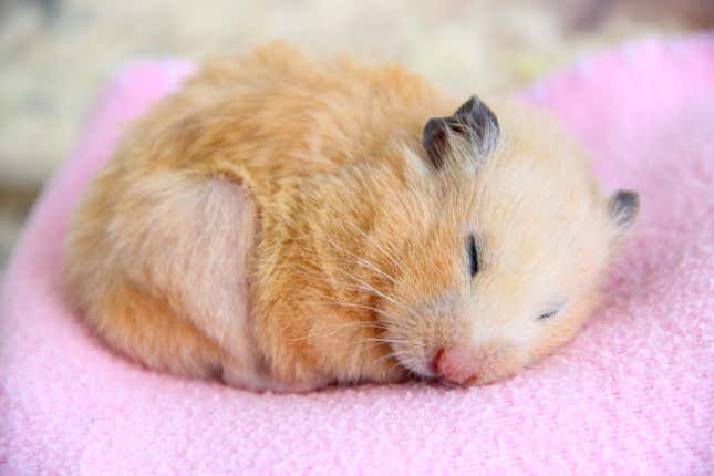 A sleeping Syrian hamster.