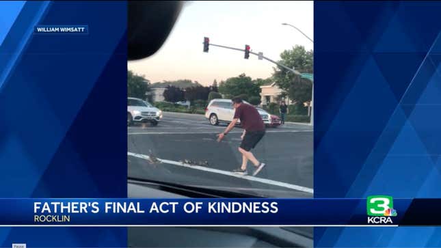 Man shooing ducks across an intersection