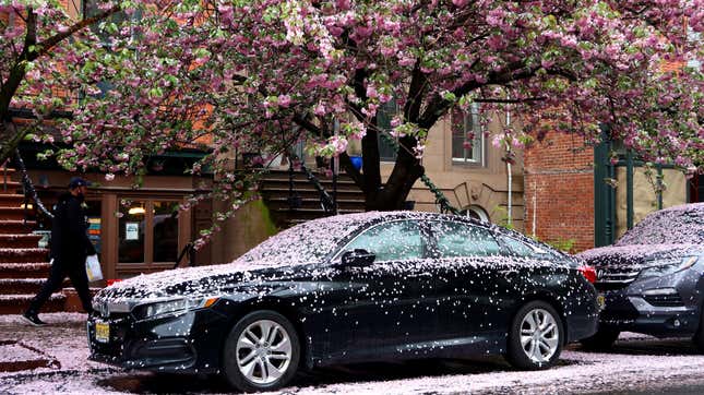 A black Honda Accord parked under a tree covered in pink flower petals from the blooming tree above.