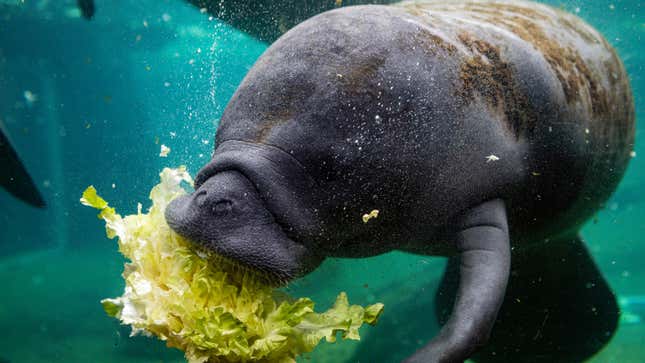 A grey sea cow eats romaine lettuce in a Florida rehabilitation center.