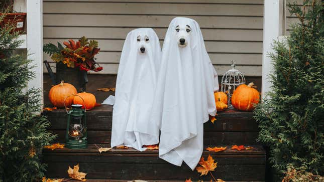 Image for article titled The Best Dogs Are Secret Dogs