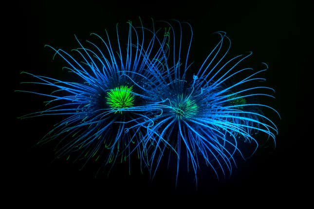 Anemones under fluorescent light.