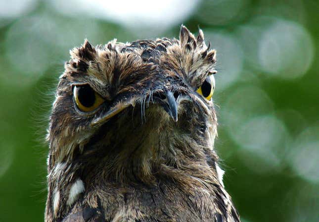 I am potoo, hear me croon.