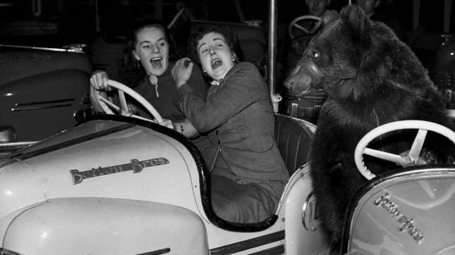 A brown bear, named Susie, gives Wynne Shearme (l) and Marjorie Kennedy the fight of their lives, on the bumper car ride, at the fun fair attached to the Bertram Mills Christmas circus.