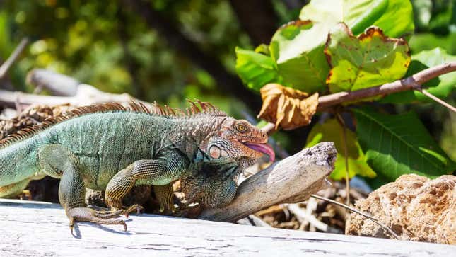 A wild green iguana in Costa Rica.