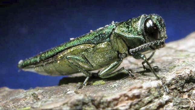 This undated file photo provided by the Minnesota Department of Natural Resources shows an adult emerald ash borer. The insect that could threaten one of South Dakota's most populous tree species moved even closer to the state in the past year. The emerald ash borer last year was found in Union County in southwestern Iowa, as well as in Boulder, Colo. South Dakota State University forestry expert John Ball said he thinks the Asian beetle will be found in South Dakota within five years. (AP Photo/Minnesota Department of Natural Resources