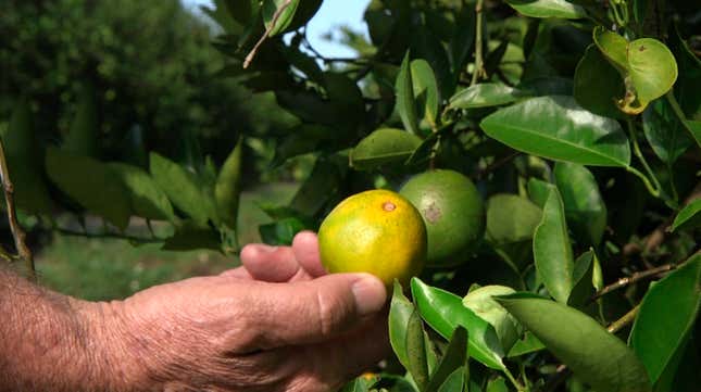 Fred Gmitter, a geneticist at the University of Florida Citrus Research and Education Center, holds an orange affected by citrus greening disease at a grove in Fort Meade, Fla., on Sept. 27, 2018. The forecast for Florida citrus, the state’s signature crop, was expected to improve a bit in the upcoming season compared to last season, according to estimates released Thursday, Oct. 12, 2023. (AP Photo/Federica Narancio, file)