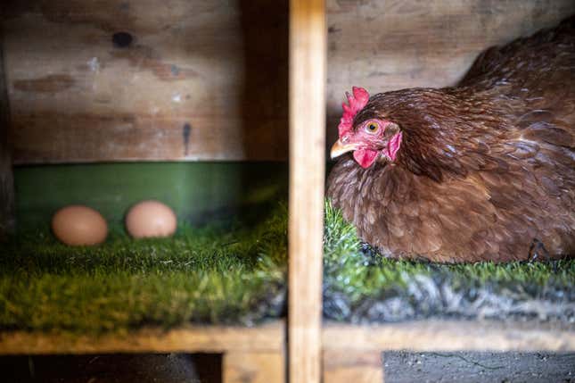 Imagen para el artículo titulado Brote de gripe aviar ataca granja avícola en California