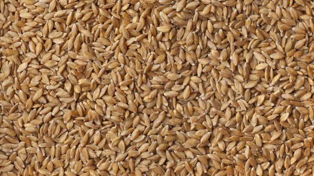 einkorn grains