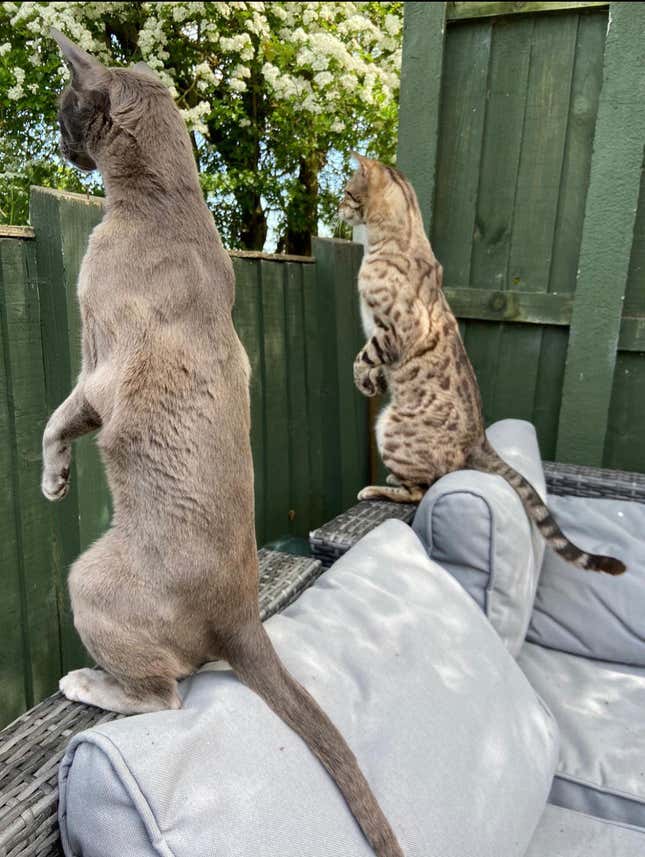 Two cats on their hindlegs, peering over a fence.