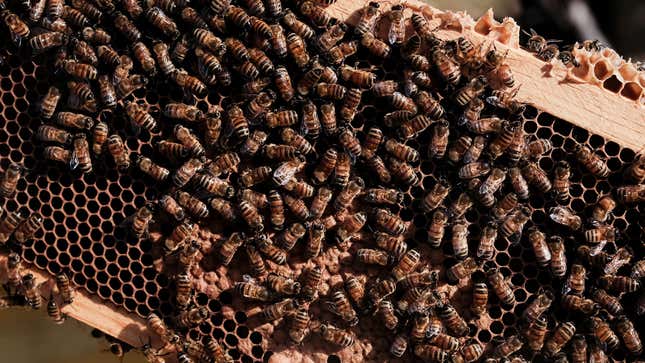 A photo of bees in a beehive. 