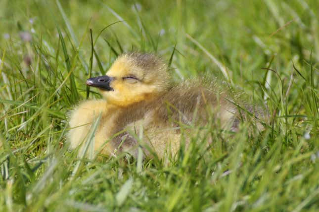 A baby Canadian goose sleeping in the sun.