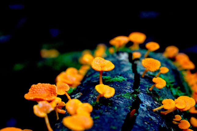 F. calocera in the Australian rainforest.