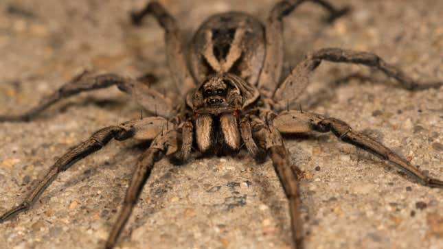 A species of wolf spider. These arachnids probably don’t lay eggs in people’s toes, experts say—probably.
