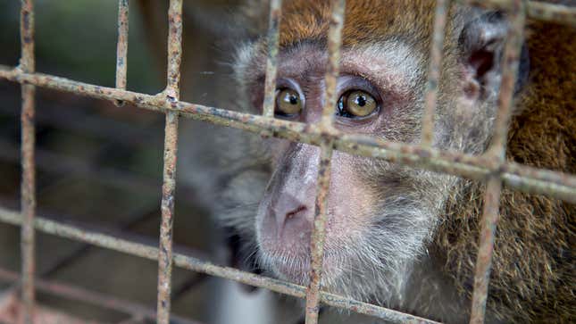 Image for article titled Neuralink Monkeys Reveal What It’s Like Working With Elon Musk