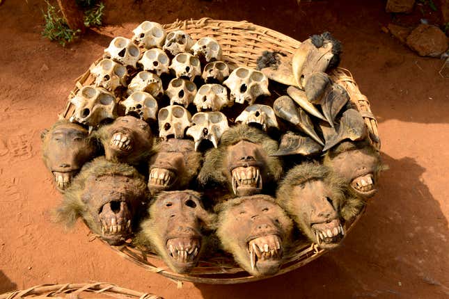 Cabezas de babuino y cálao en un mercado en Abomey, Benin.