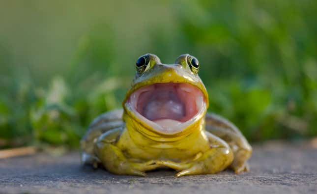 Stock photo of American bullfrog with open mouth