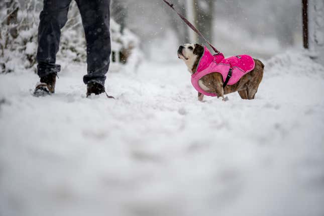 A person walks their dog through the snow Tuesday, Feb. 13, 2024, in Providence, R.I. Pet insurance can help you handle unexpected vet bills, but it won’t pay for everything. Before you buy a policy, it’s important to understand what it will probably cover (like treatment for broken bones or sudden illnesses) and what it won’t (such as a condition your pet had before you got the insurance). (AP Photo/David Goldman, file)