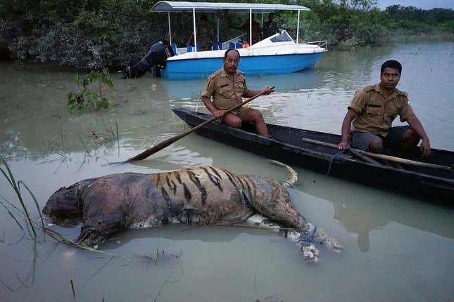 The carcass of a tiger lies in floodwaters inside Kaziranga National Park.