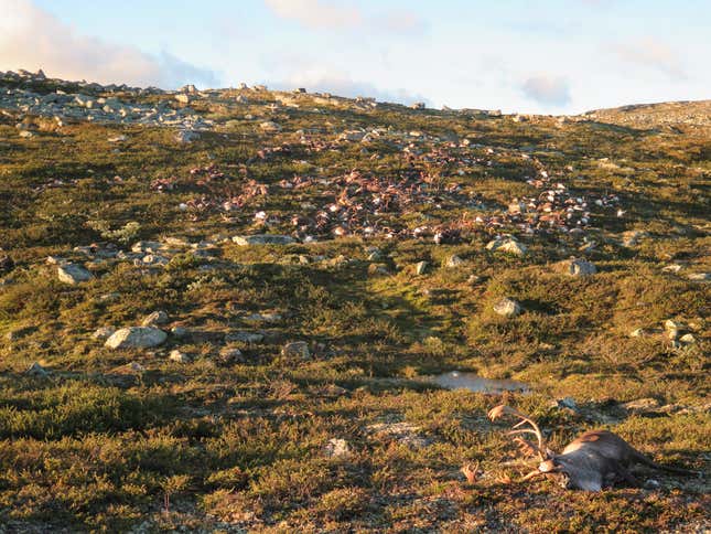 Image for article titled Photos: Lightning struck more than 300 wild reindeer in Norway
