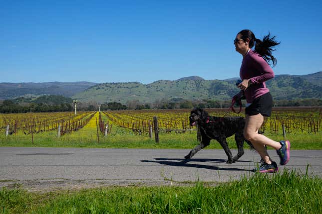 A woman runs with her dog past a mustard filled vineyard in Yountville, Calif., Wednesday, Feb. 28, 2024. Brilliant yellow and gold mustard is carpeting Northern California&#39;s wine country, signaling the start of spring and the celebration of all flavors sharp and mustardy. (AP Photo/Eric Risberg)