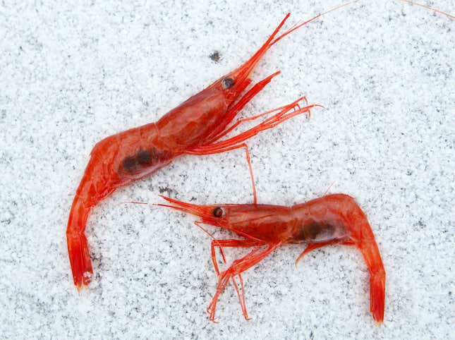 FILE - In this Jan. 6, 2012, file photo, northern shrimp lay on snow aboard a trawler in the Gulf of Maine. New England’s long-shuttered shrimp business, which fell victim to warming waters, will remain in a fishing moratorium for an indefinite period of time. The shrimping business was based mostly in Maine and produced small, pink shrimp that were a winter delicacy in New England and across the country. (AP Photo/Robert F. Bukaty, File)