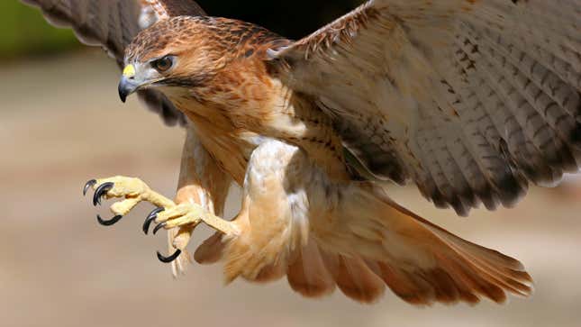 A hawk on the attack.